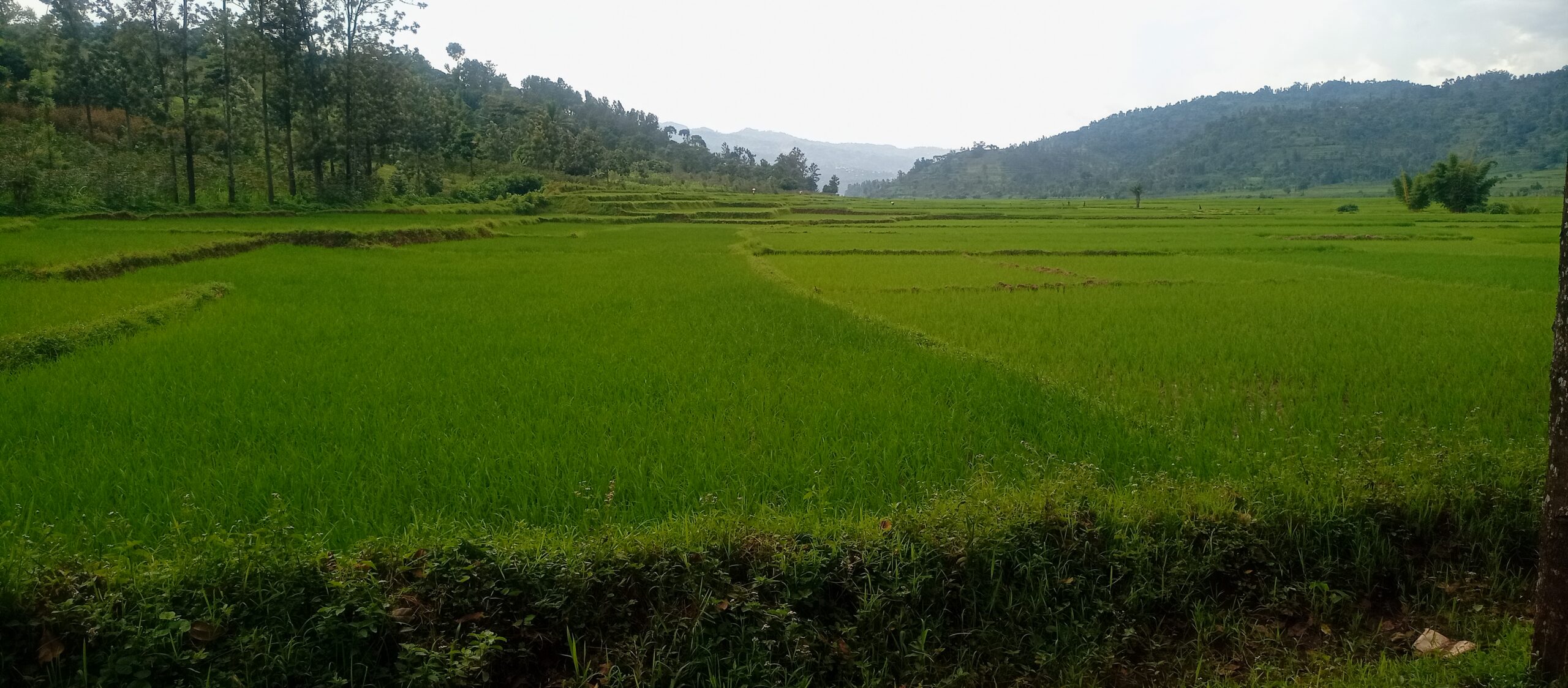 DTT Ingéniérie Conseils